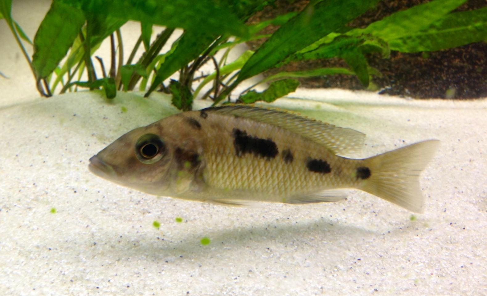 Mylochromis.jpg