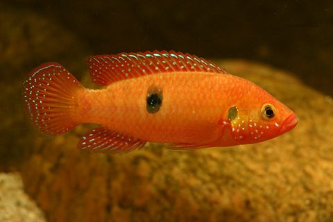 hemichromis_letourneauxi_han.jpg