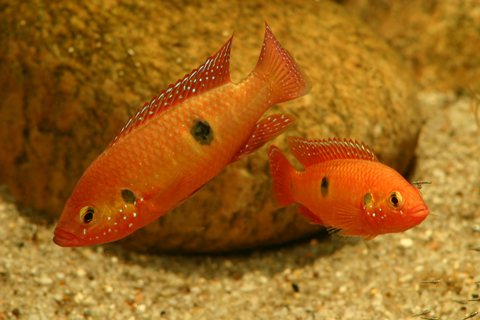 hemichromis_letourneauxi_par.jpg