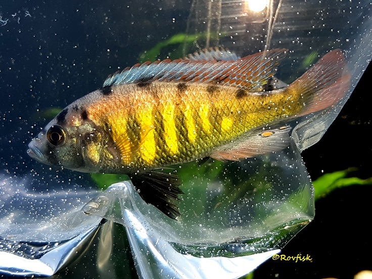 Haplochromis bicolour ?