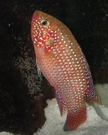 Hemichromis10.JPG