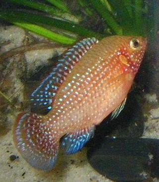 Hemichromis11.JPG