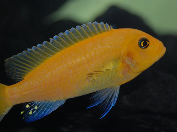 Metriaclima estherae..jpg