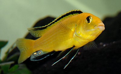 Labidochromis caeruleus-hane1..jpg