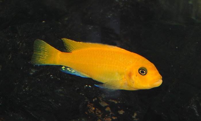 Metriaclima estherae1..jpg
