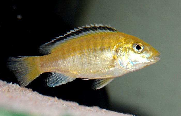 Labidochromis caeruleus-hona..jpg