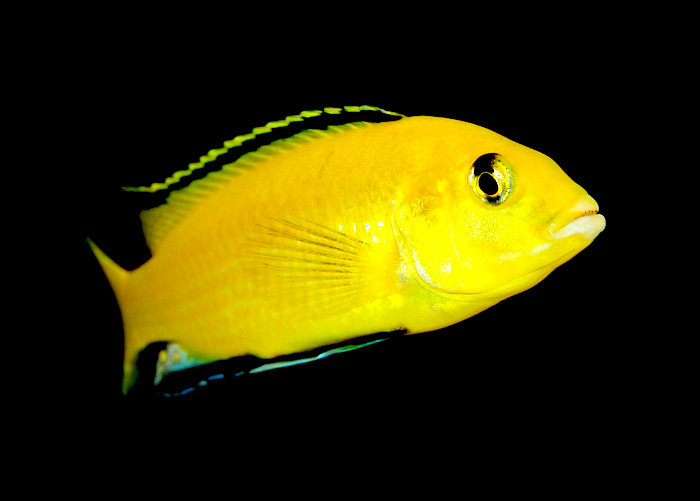 Labidochromis caeruleus-hane3..jpg