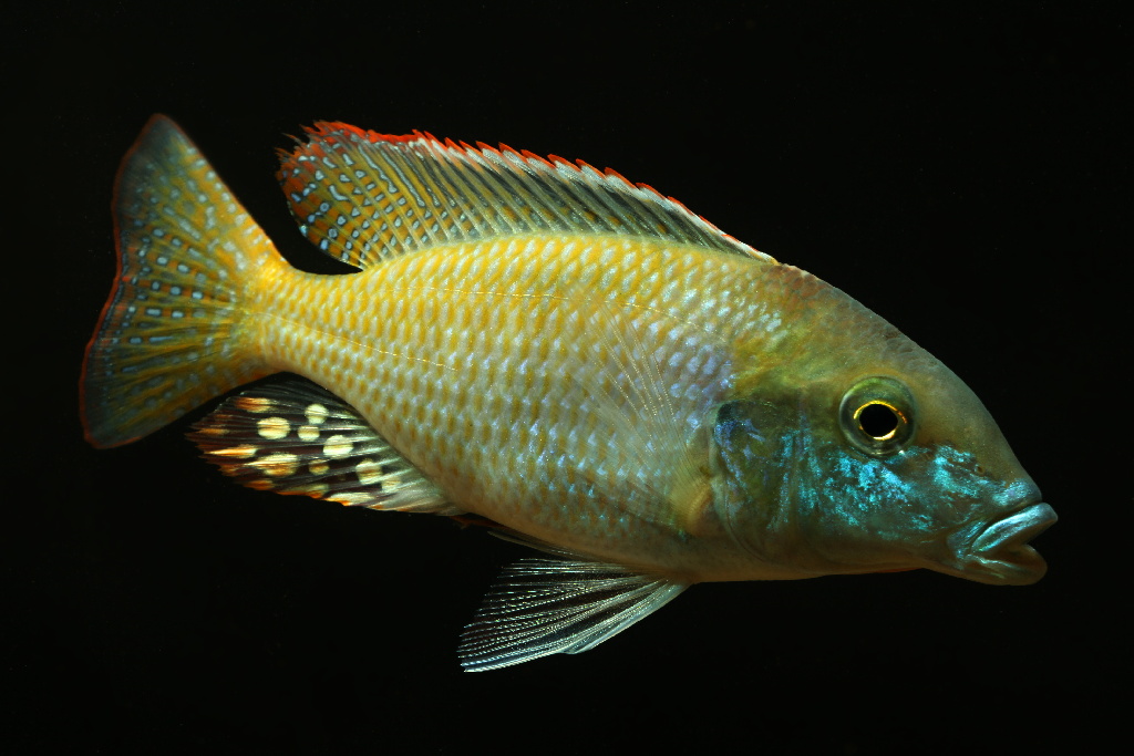 L_sp_Likoma02.JPG