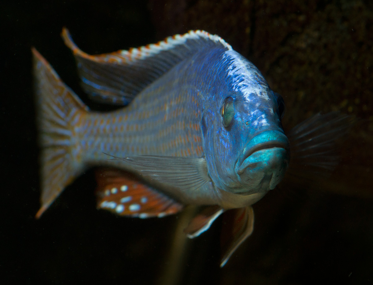 _DSC8953_fuscotaeniatus2.jpg