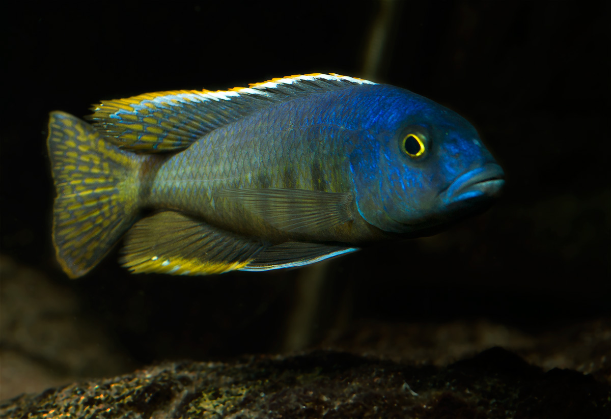 _DSC8950_holotaenia.jpg