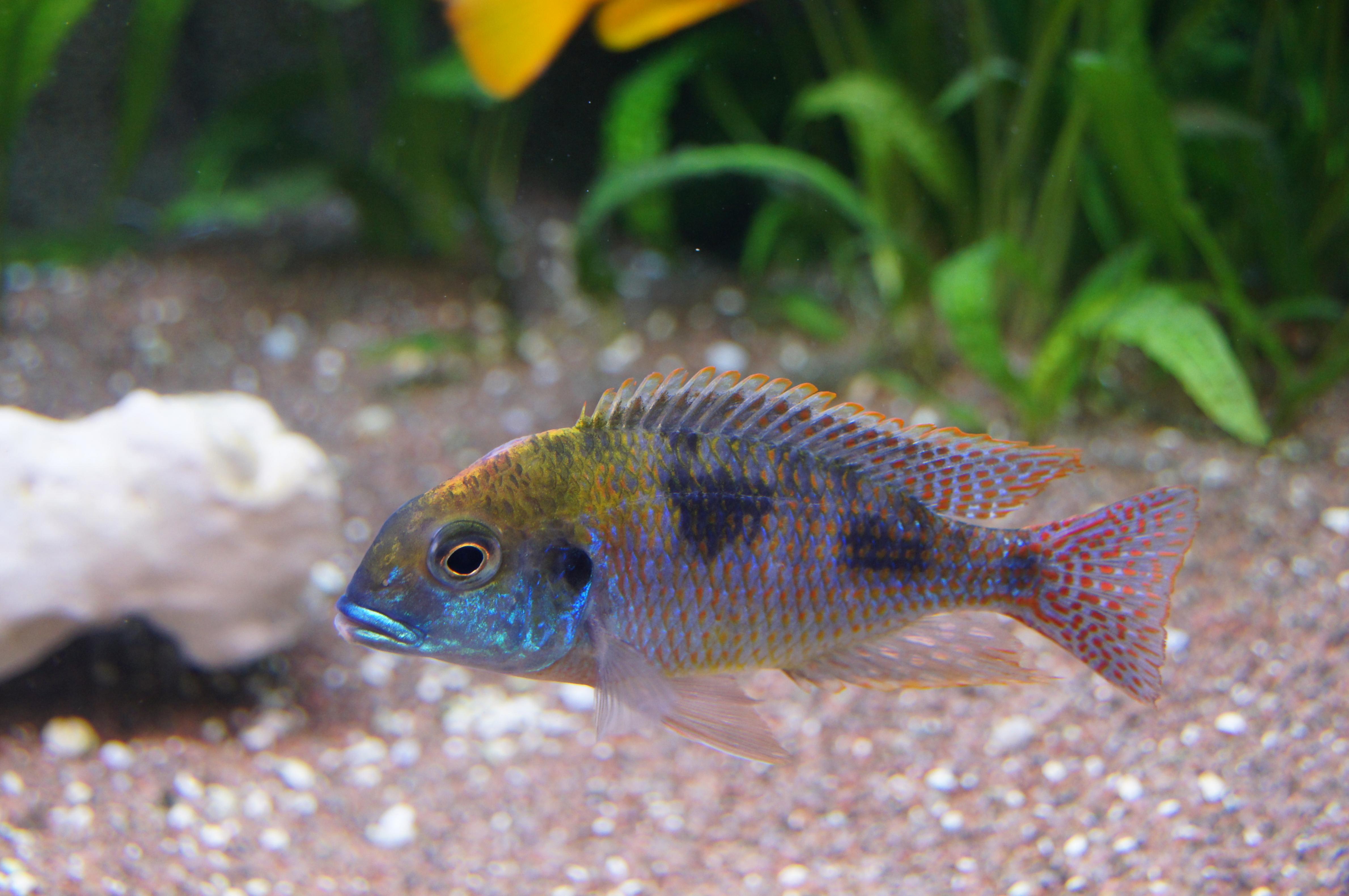 Lethrinops red cap Itungi.jpg