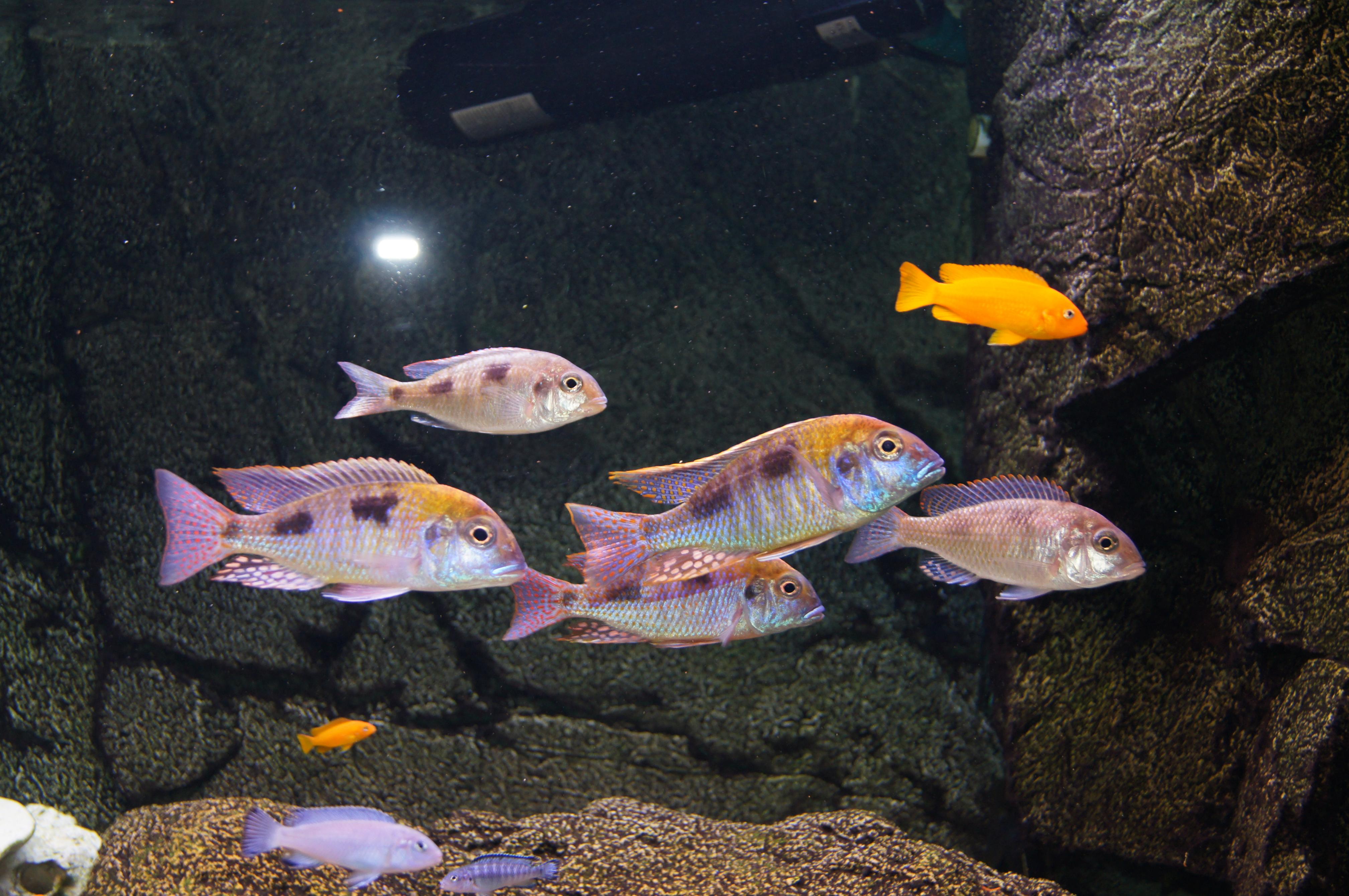 Lethrinops red cap Itungi2.jpg