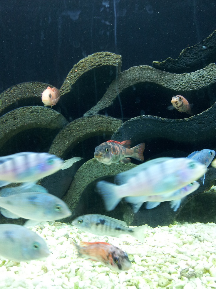 20130203_190037lab.jpg