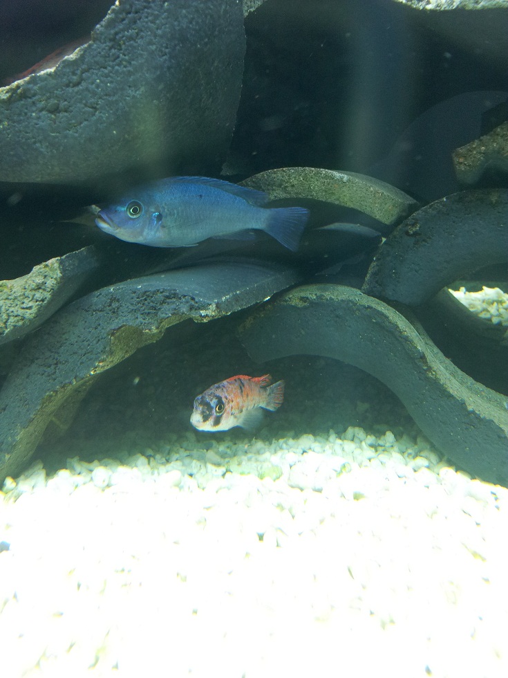 20130203_190100lab.jpg