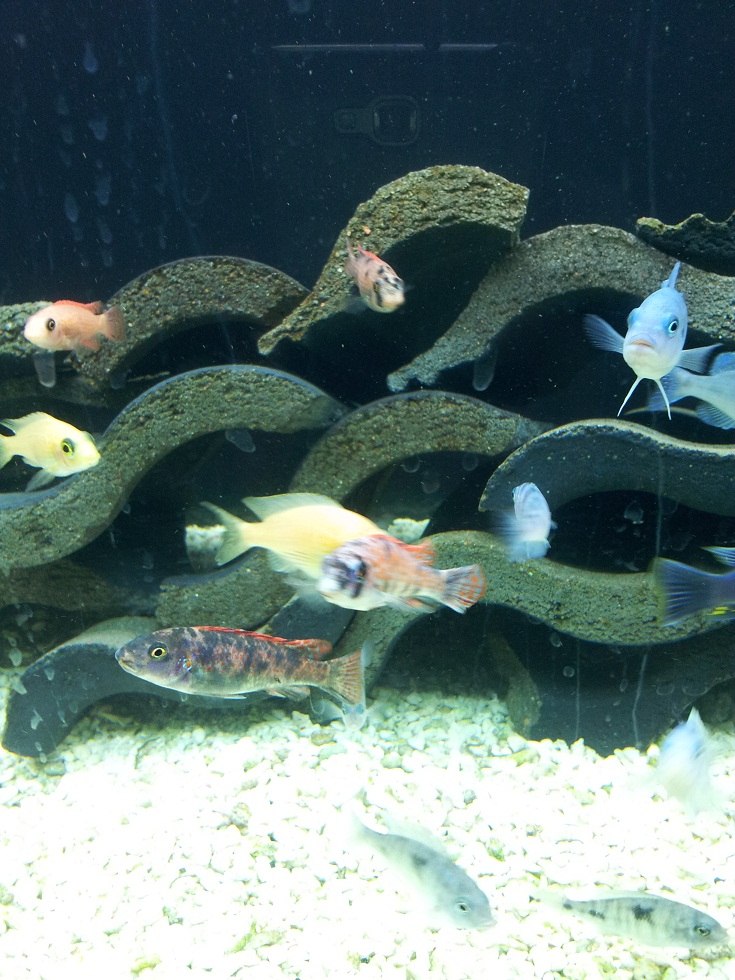 20130203_185943lab.jpg