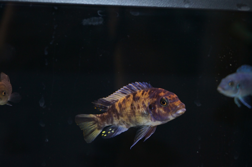 DSC01817jkjk.jpg