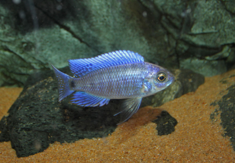 Copadichromis-cyanueus.jpg