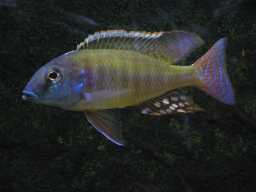 Lethrinops albus-Kande Island1.jpg