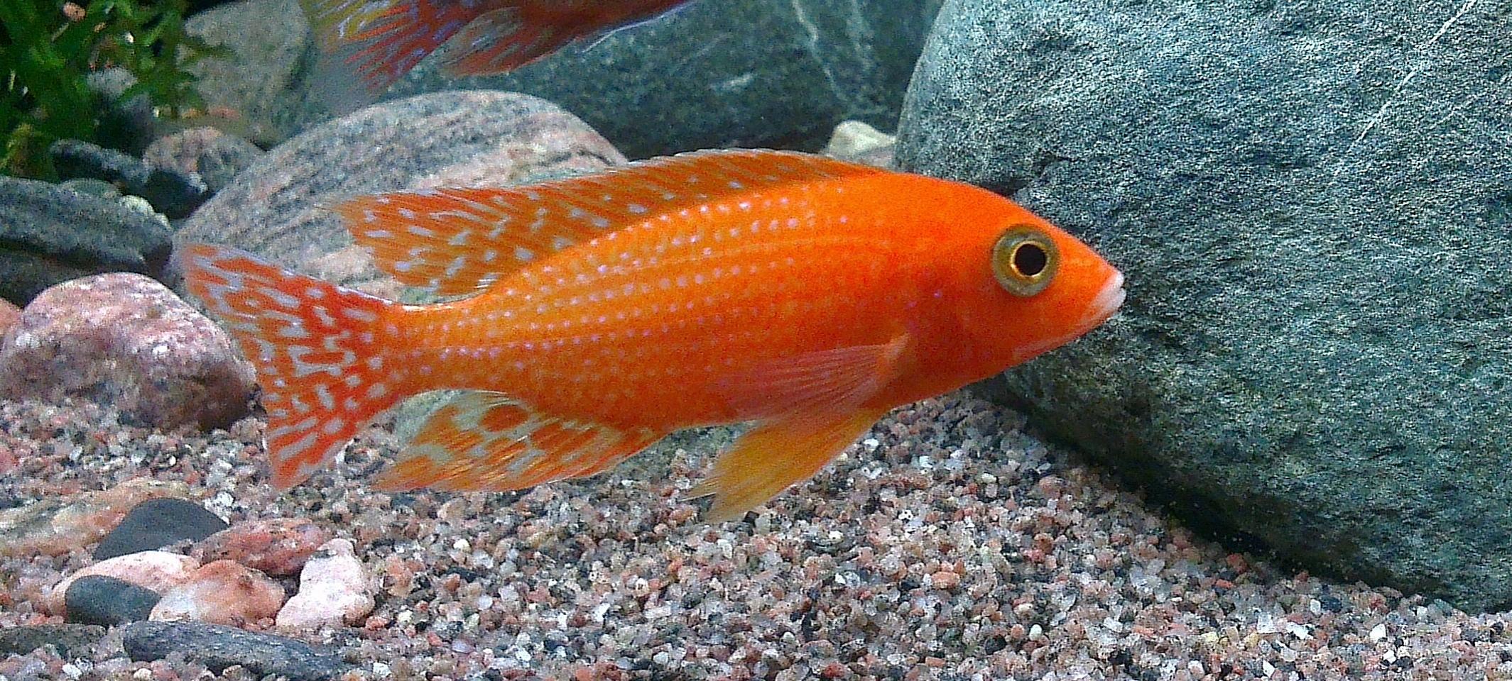 Aulonocara fire fish.jpg