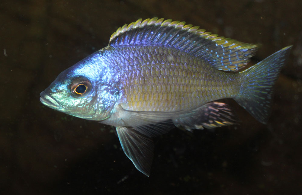 Placidochromis-sp-Blue-Otte.jpg