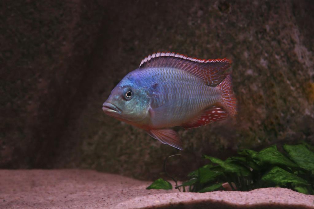Otopharynx spots sani.jpg