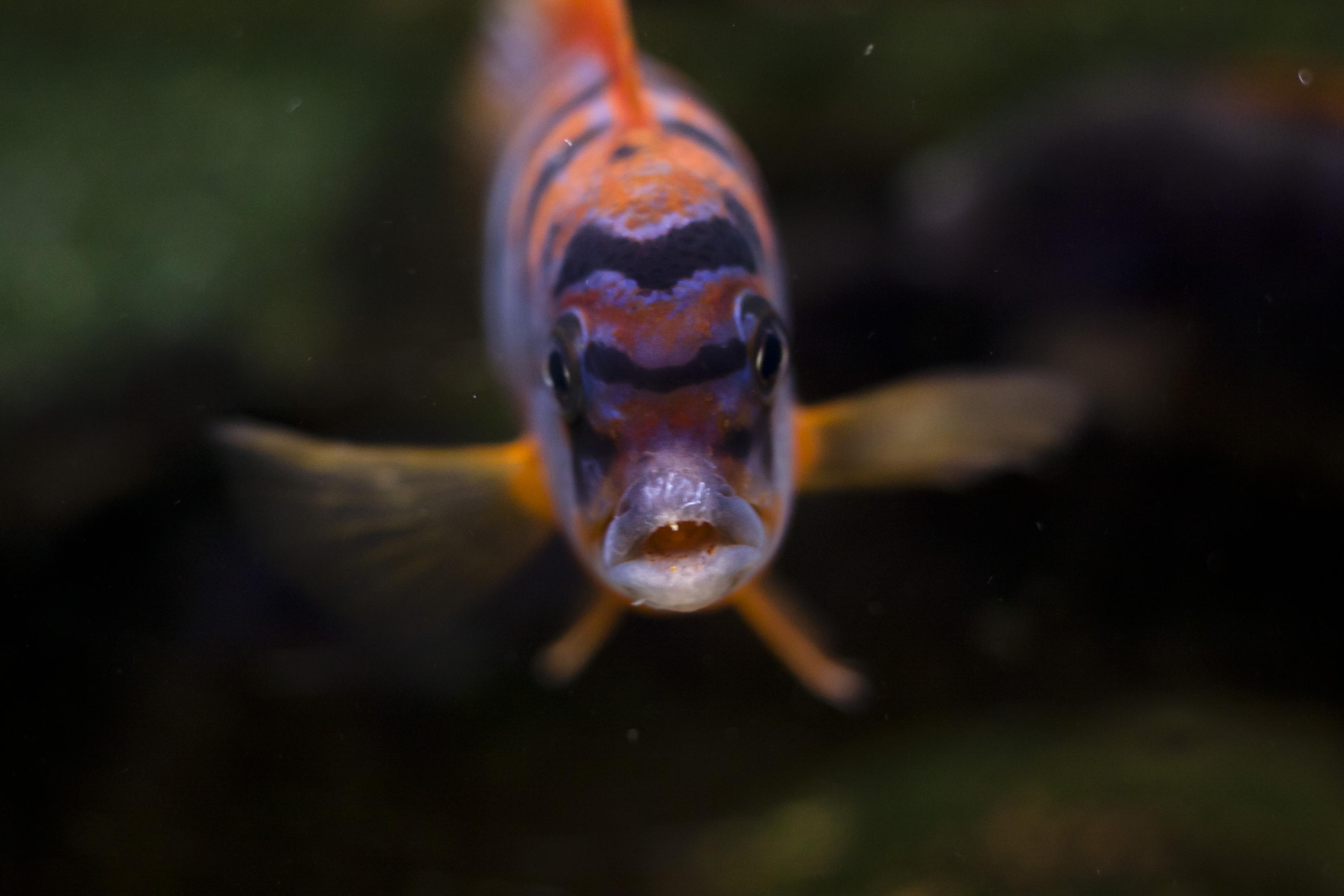 Labidochromis sp hongi.jpg