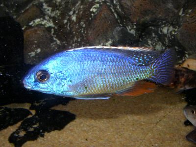 fireblue5_orig_SE.jpg