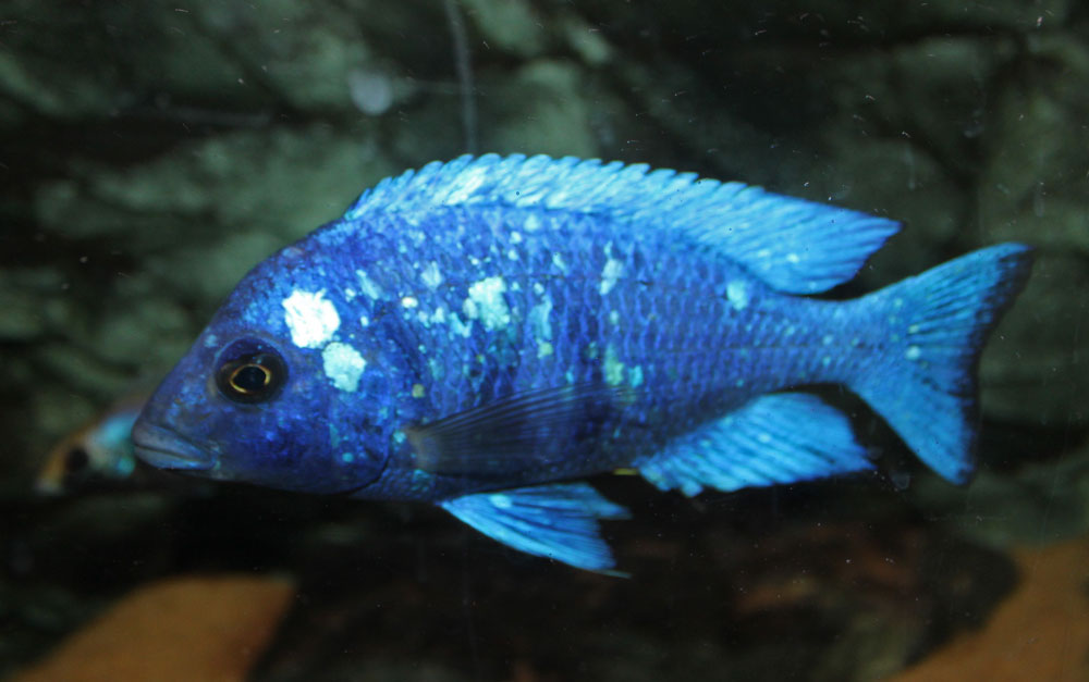 Phenochilus-Tanzania--3.jpg
