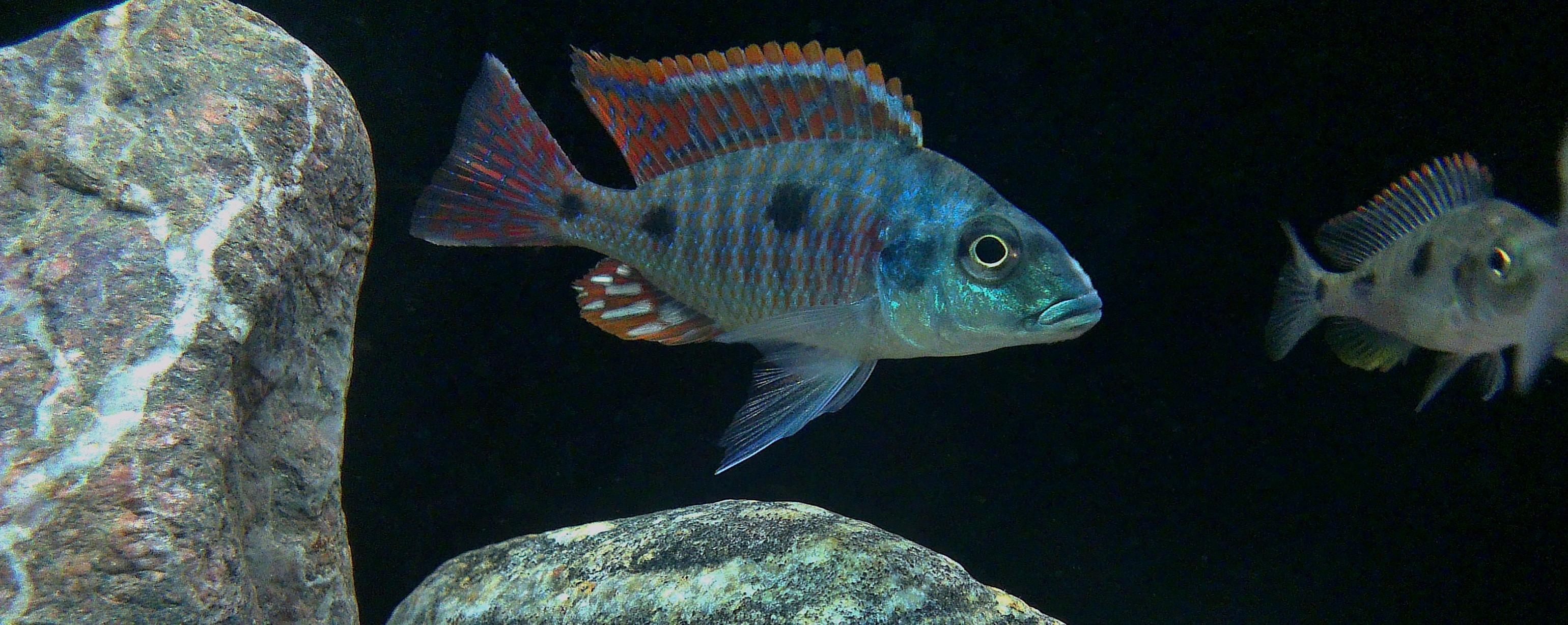 Otopharynx tetrastigma.jpg