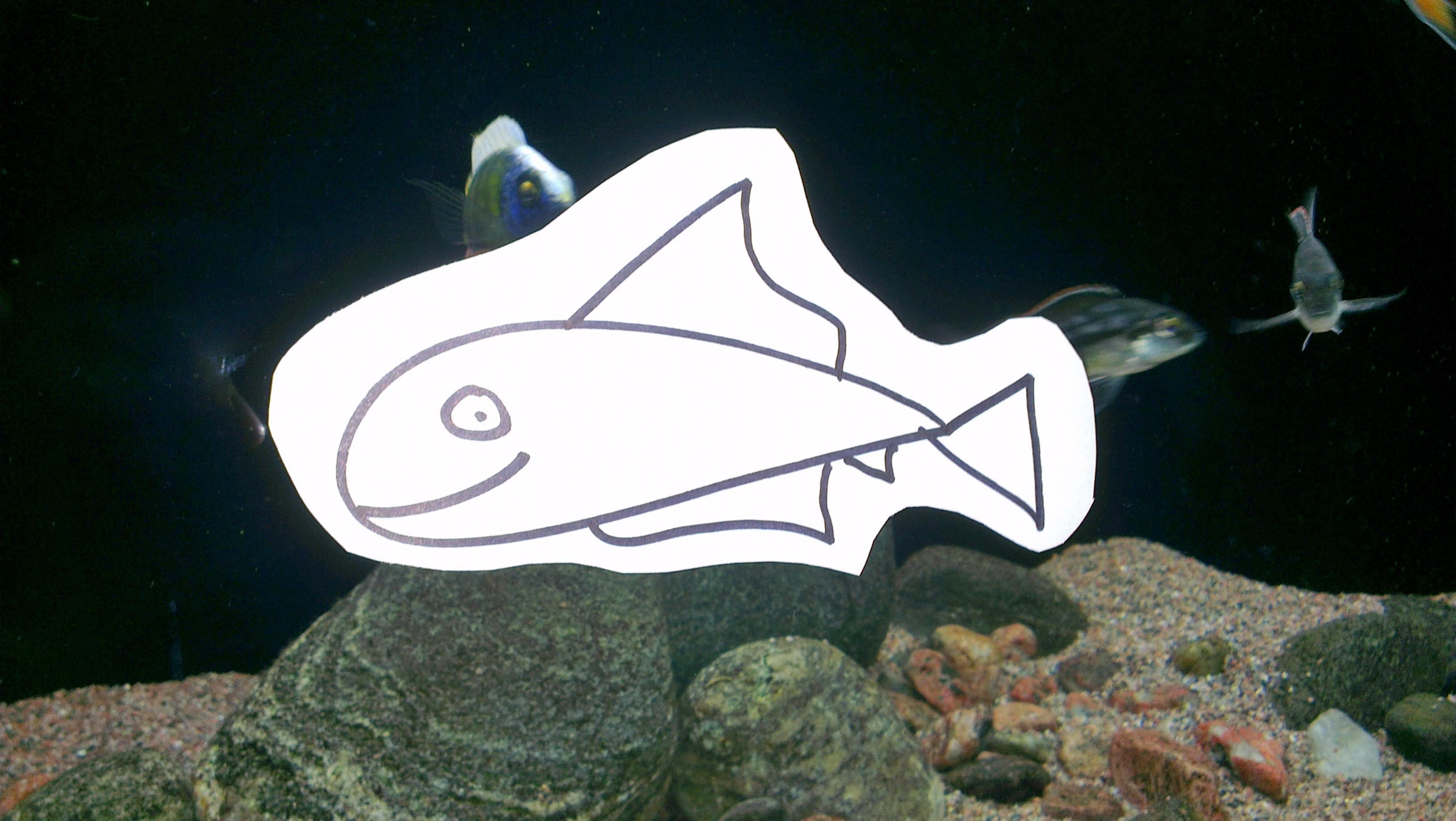 fisk.jpg
