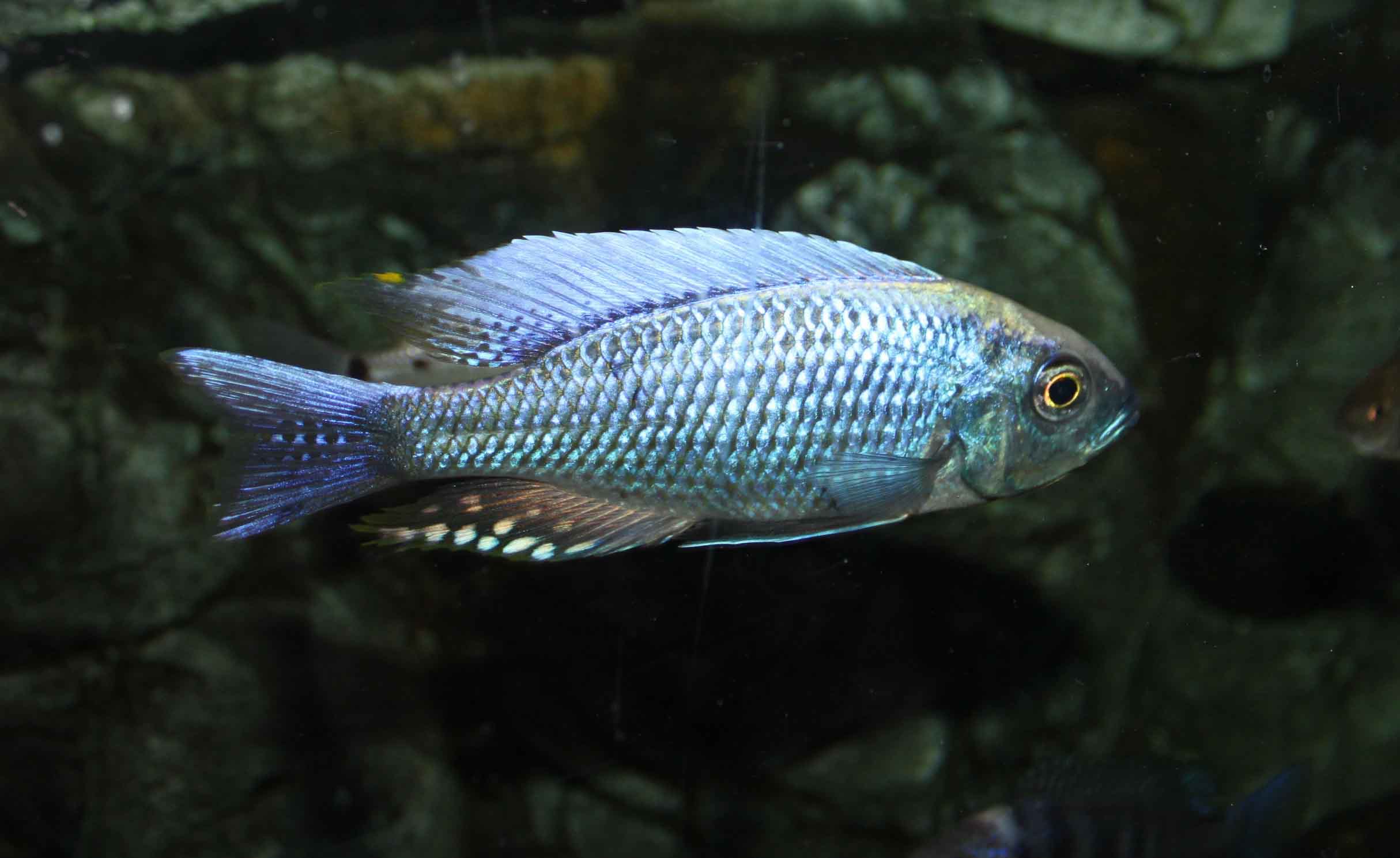 chrysonotus-11.jpg