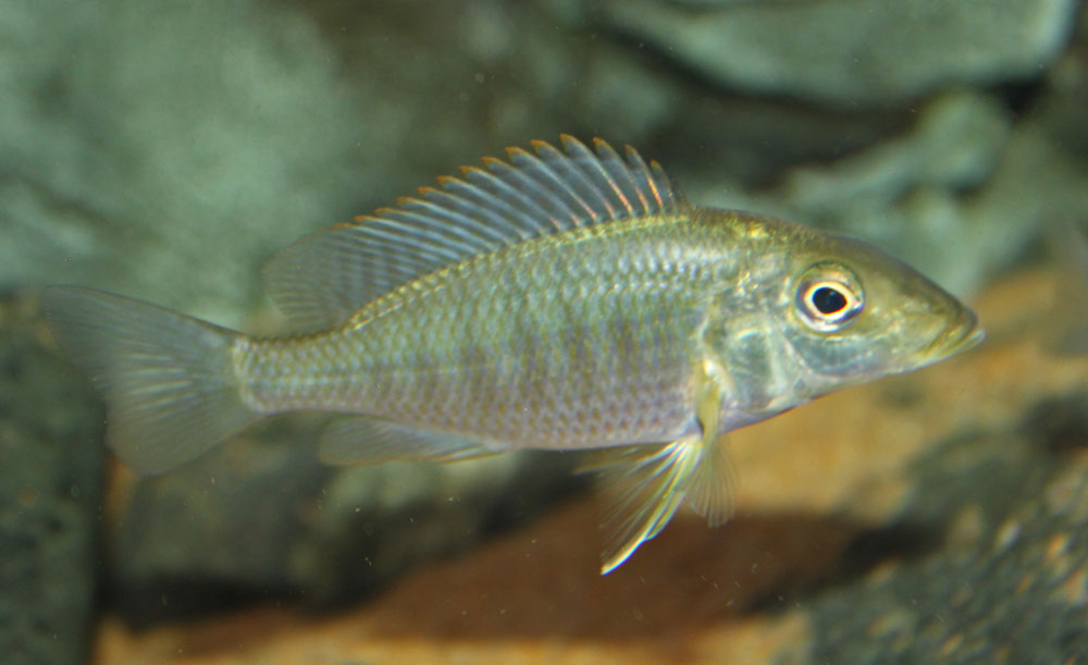 Preorbitalis.....jpg