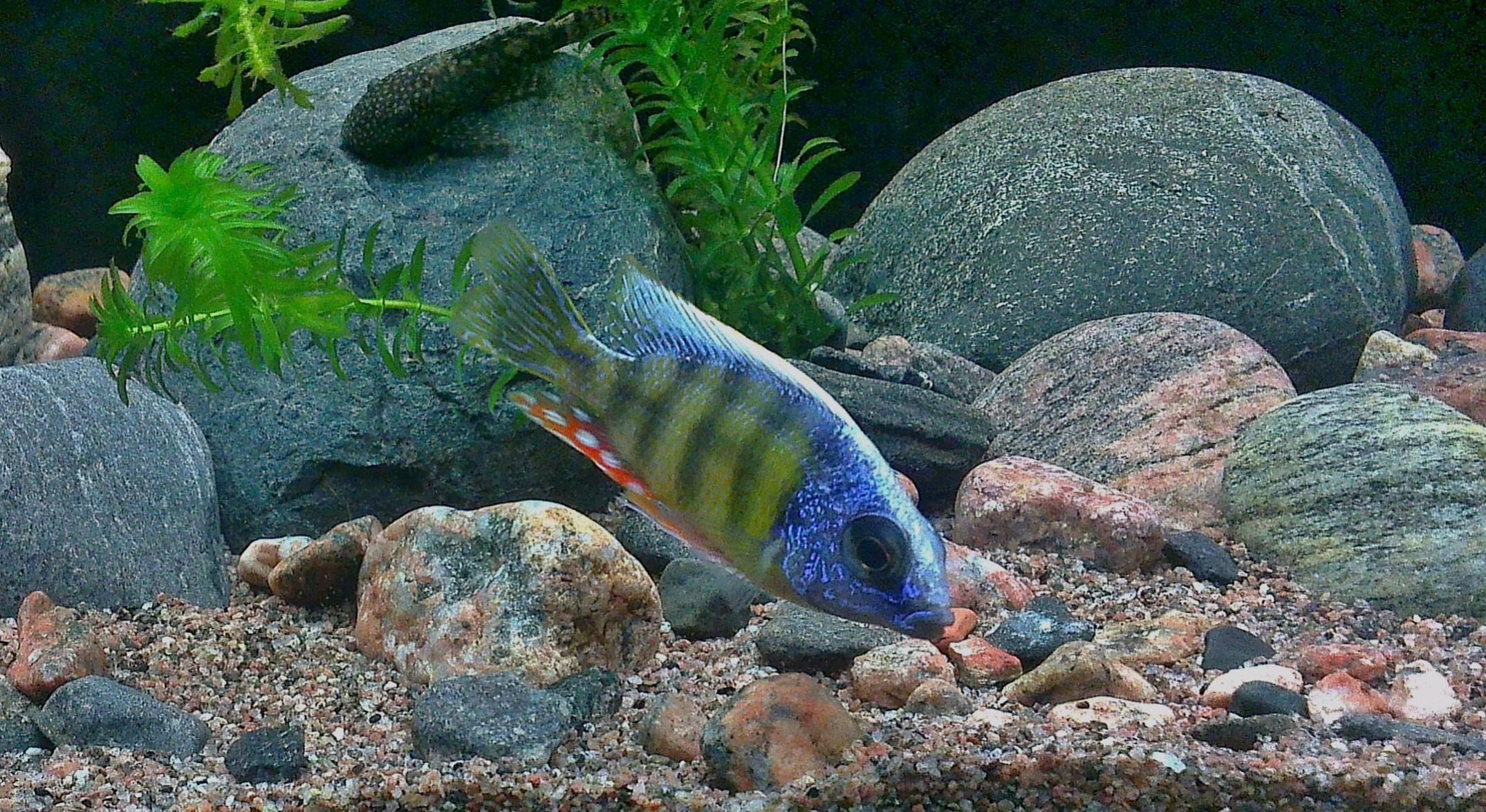 Protomelas sp. steveni taiwan.jpg