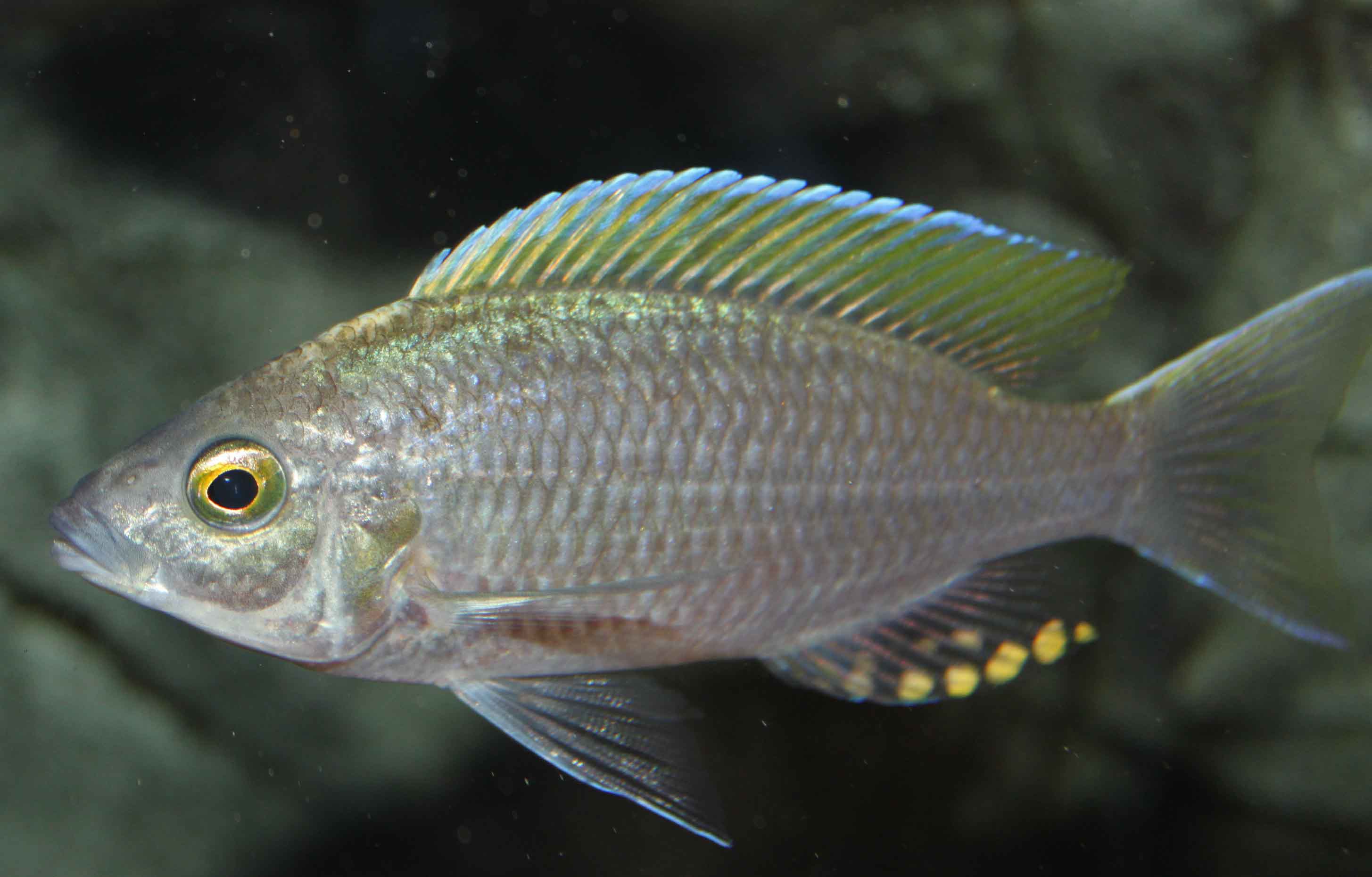 Copadichromis virginalis gold Tanzania.jpg