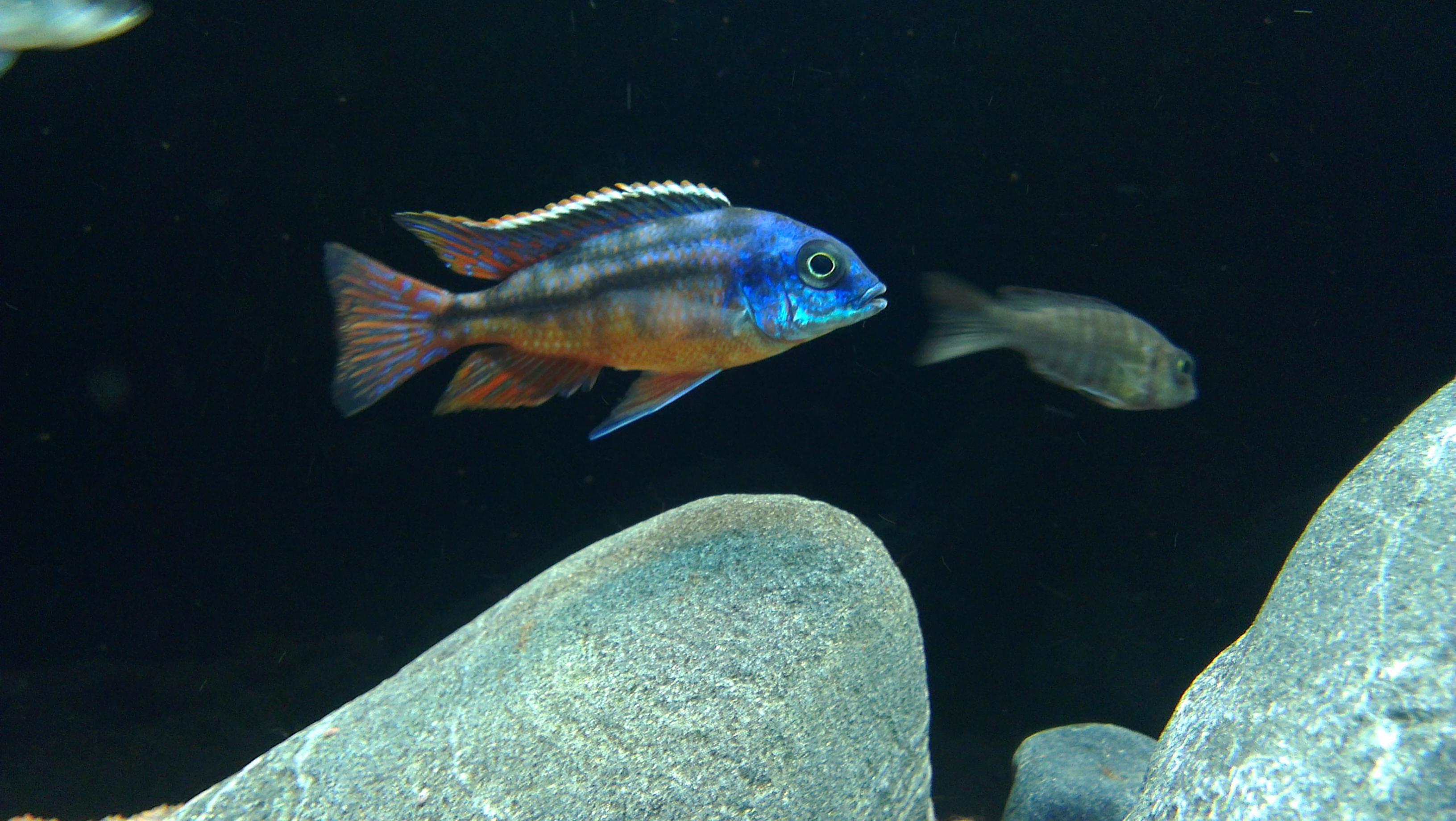 Protomelas taeniolatus Boadzulu.jpg