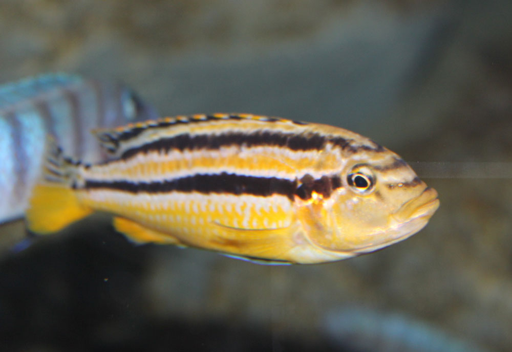 auratus.jpg