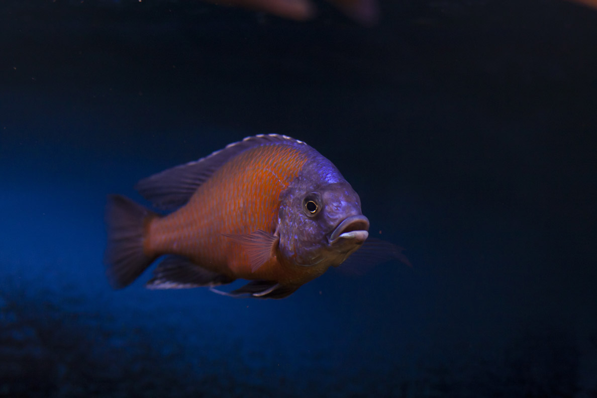 Copadichromis borleyi  red fin kadango 2.JPG