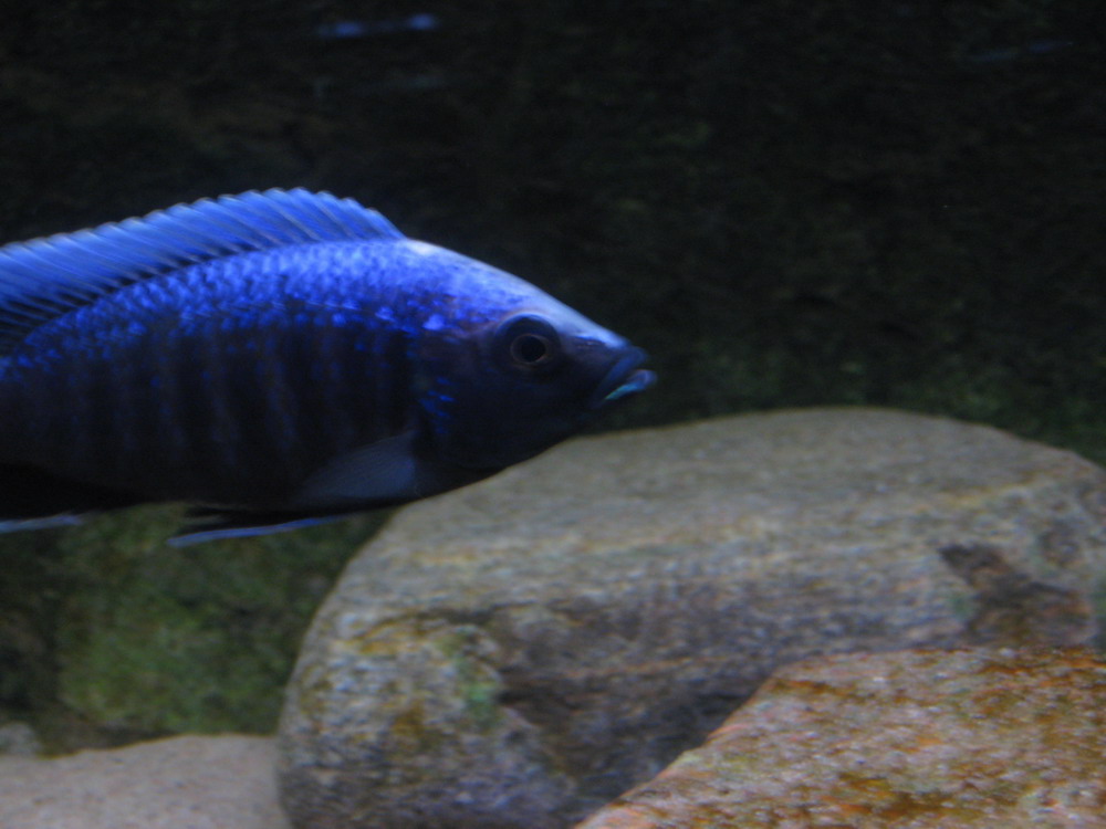 Copadichromis trewavasae-Lupingu.jpg