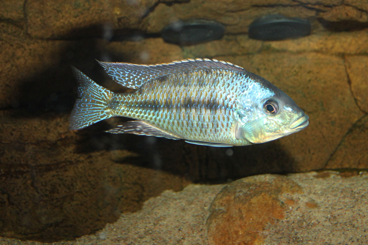 Protomelas Kirkii(2).jpg