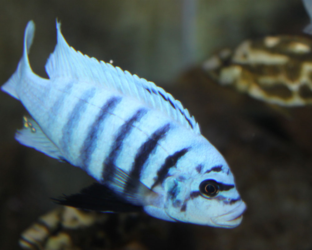 Metraclima-zebra.jpg
