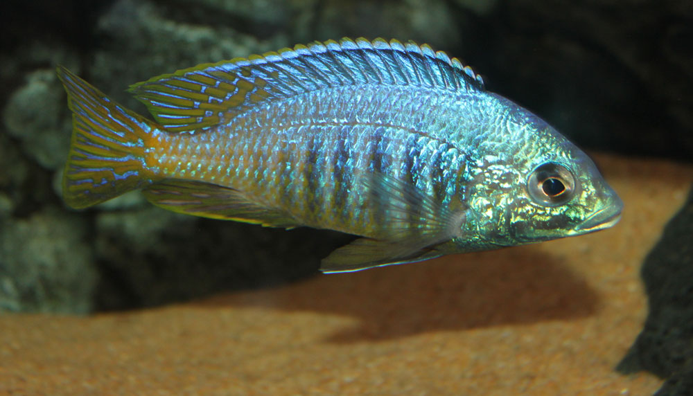 Placidochromis-sp-Jalo.jpg