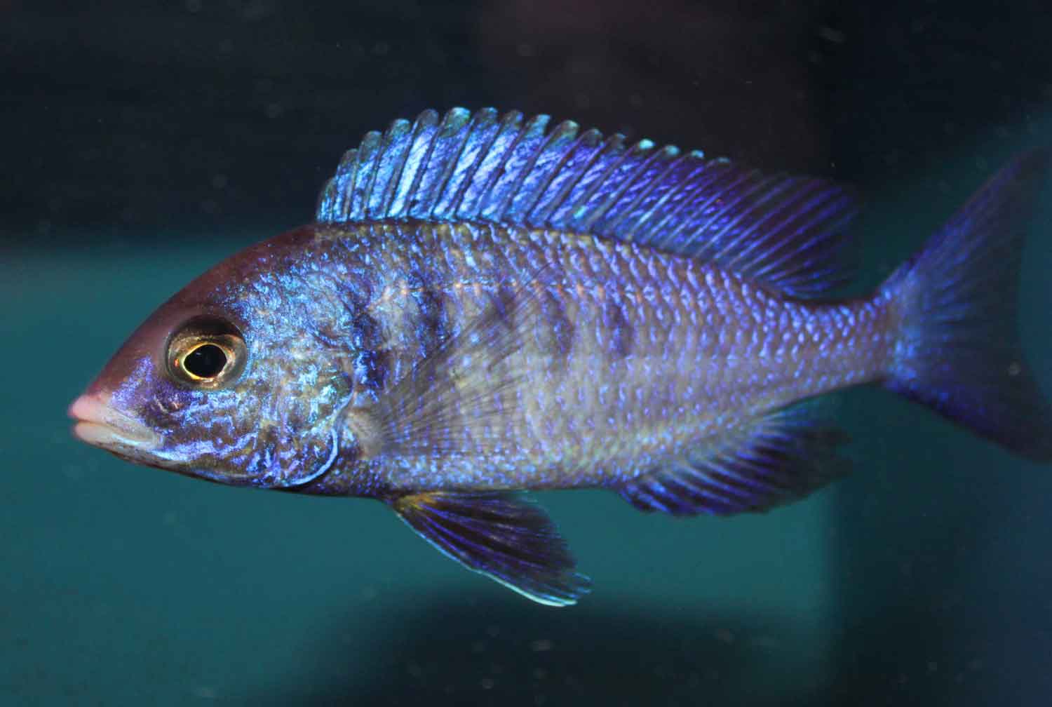 whitelips-7.jpg