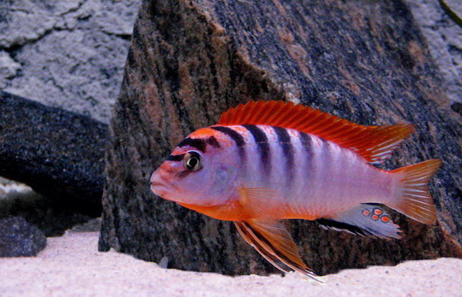 Labidochromis .Hongi.jpg