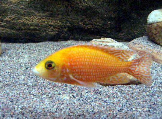 firefish.jpg