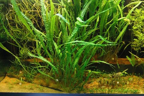 cryptocoryne_aponogetifolia.jpg