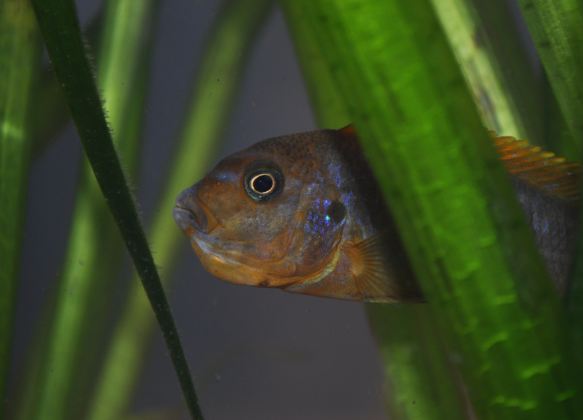 Hongihona.JPG