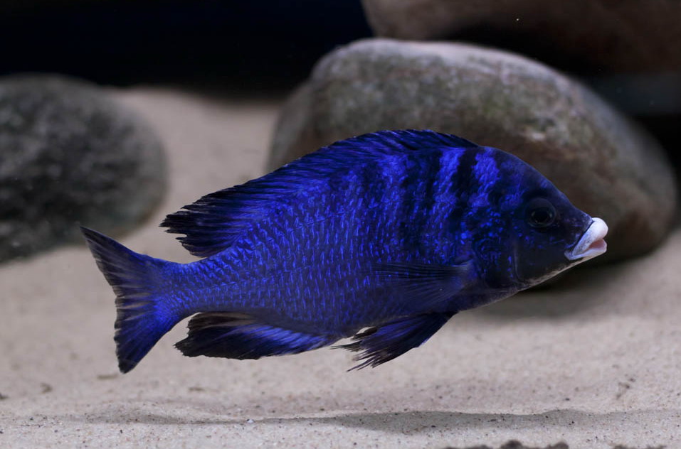 Placidochromis phenochilus White lips Mdoka4.jpg
