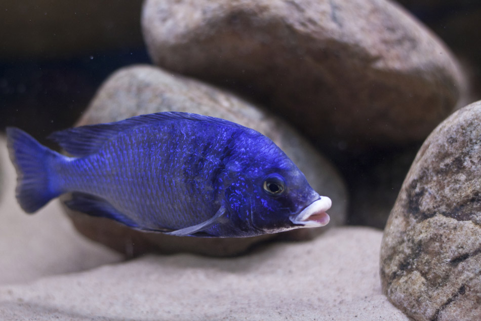 Placidochromis phenochilus White lips Mdoka 2.JPG
