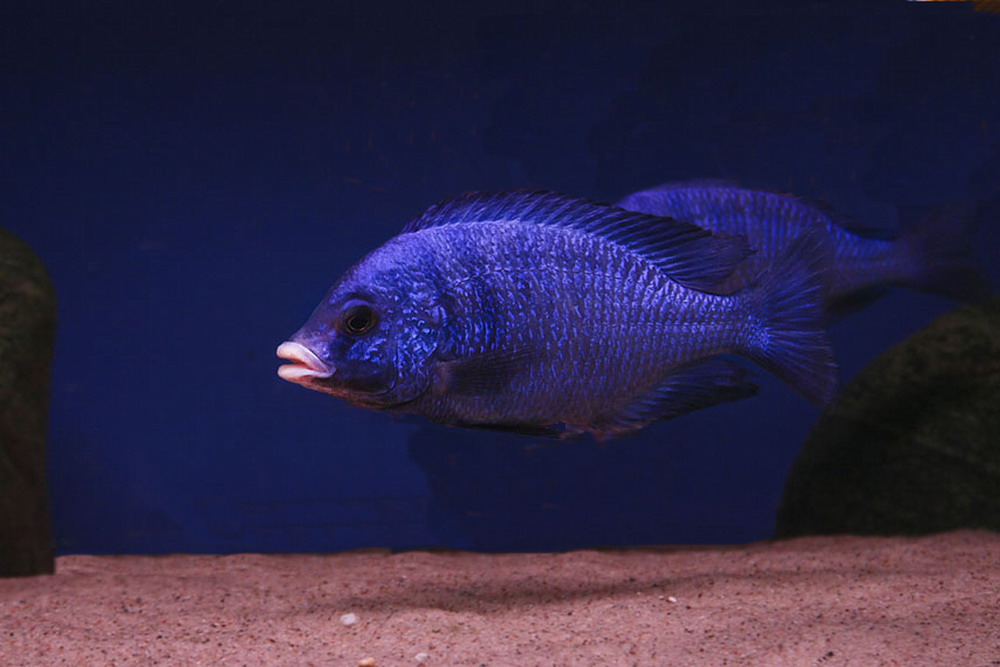 Placidochromis phenochilus White lips Mdoka .jpg