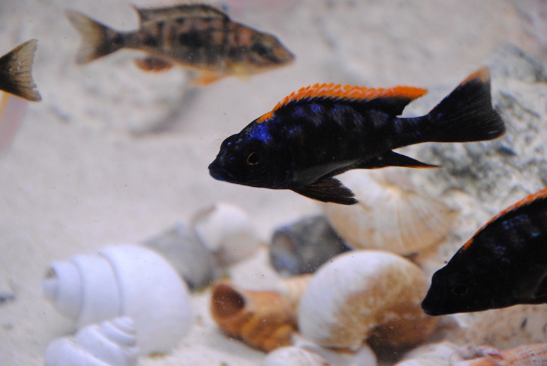 black dorsal.jpg